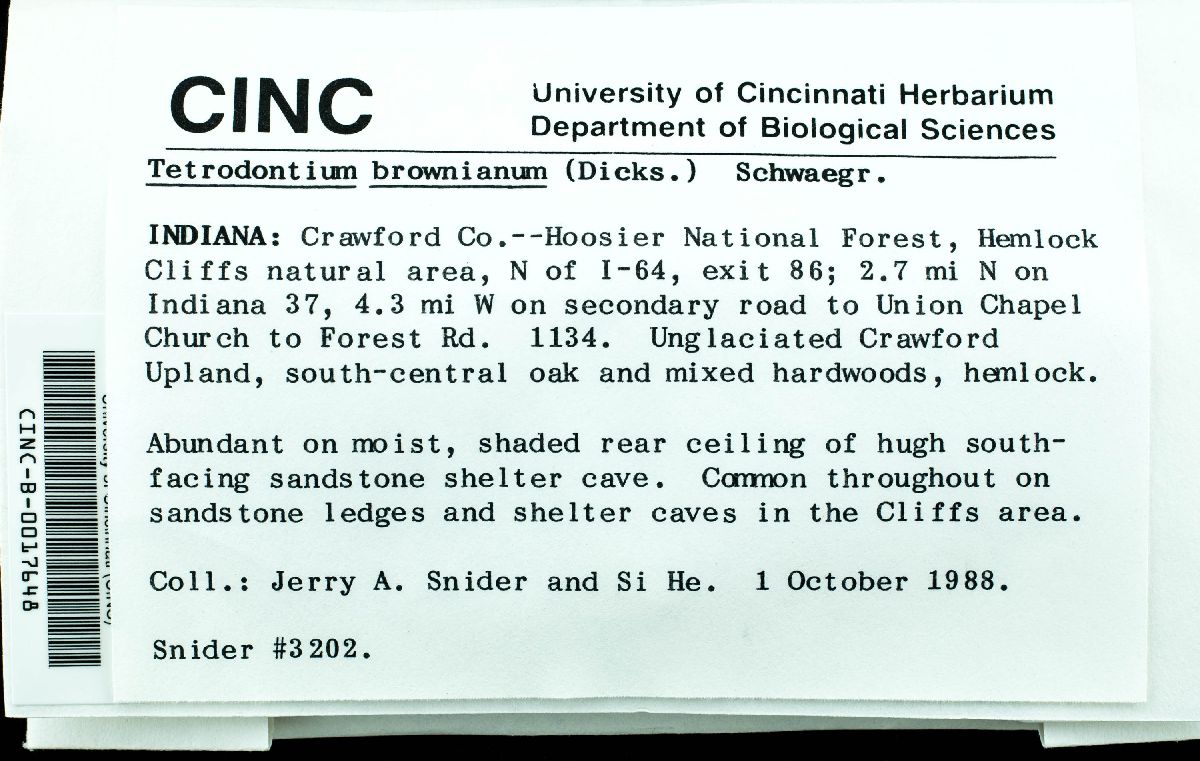 Tetrodontium brownianum image