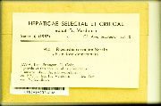 Image of Riccardia heteroclada