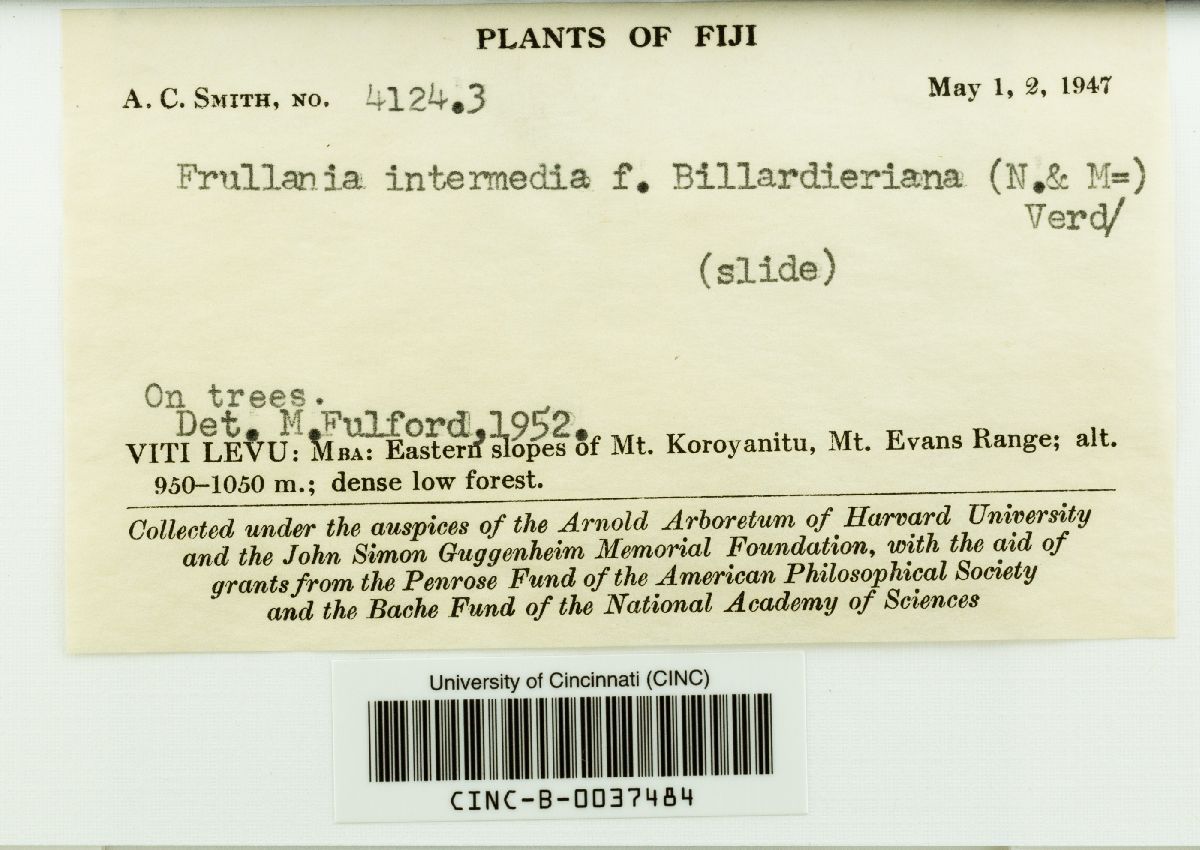 Frullania intermedia subsp. intermedia image