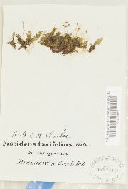 Fissidens taxifolius image