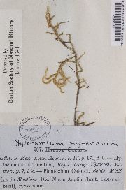 Hylocomiastrum pyrenaicum image