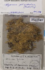 Aquilonium plicatulum image