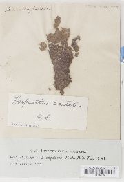 Harpanthus scutatus image