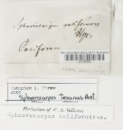 Sphaerocarpos texanus image