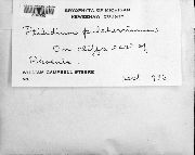 Ptilidium pulcherrimum image