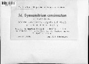 Gymnomitrion concinnatum image