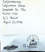 Lejeunea flava image