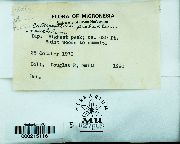 Callicostella papillata image