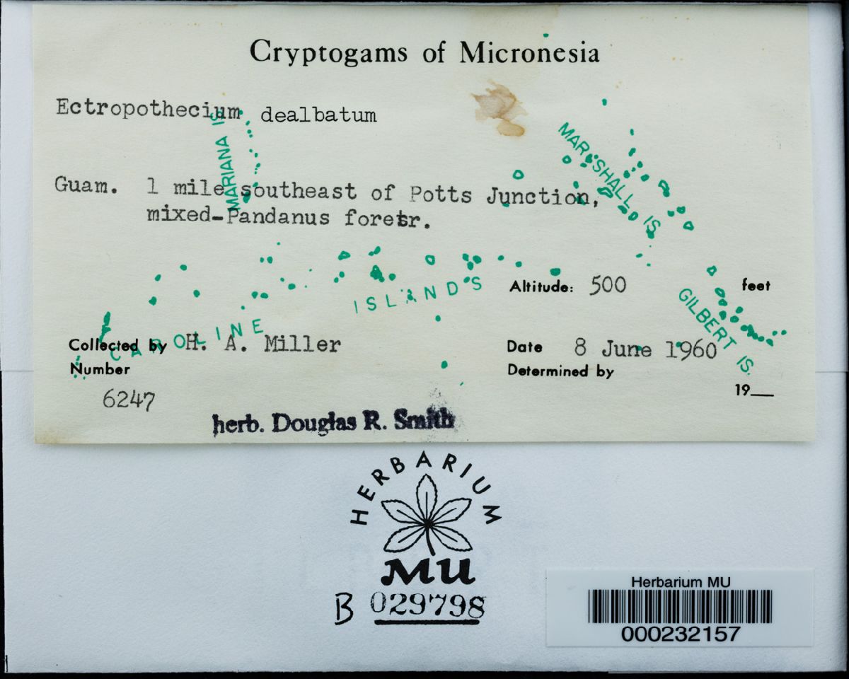 Ectropothecium dealbatum image