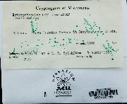 Ectropothecium dealbatum image