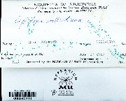 Neolepidozia wallichiana image
