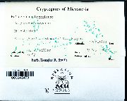 Meiothecium microcarpum image