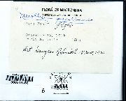 Meiothecium jagorii image