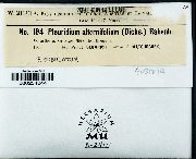Pleuridium subulatum image