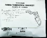 Riccardia palmata image