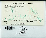 Isopterygium minutirameum image