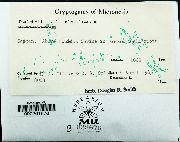 Isopterygium minutirameum image