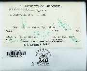 Vesicularia dubyana image