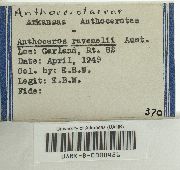 Anthoceros adscendens image