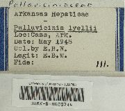 Pallavicinia lyellii image