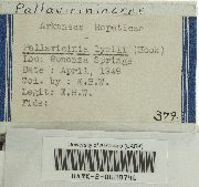 Pallavicinia lyellii image