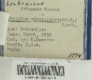 Haplocladium virginianum image