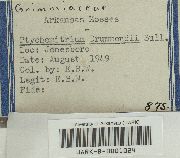 Ptychomitrium drummondii image