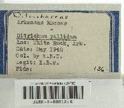 Ditrichum pallidum image