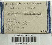 Fossombronia porphyrorhiza image
