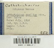 Orthotrichum pusillum image