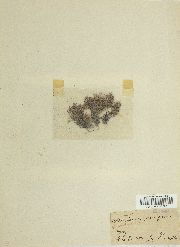 Orthotrichum urnigerum image