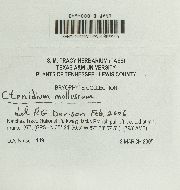 Ctenidium molluscum image