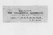 Cynodontium strumiferum image
