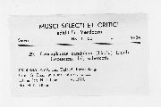 Leucophanes candidum image