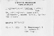 Plagiomnium ellipticum image